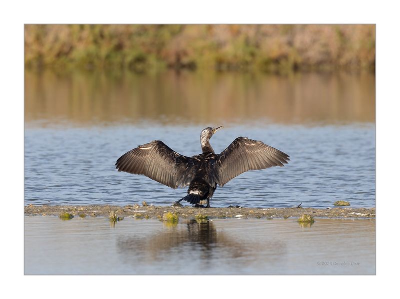 Corvo-marinho  ---  Cormorant  ---  (Phalacrocorax carbo)