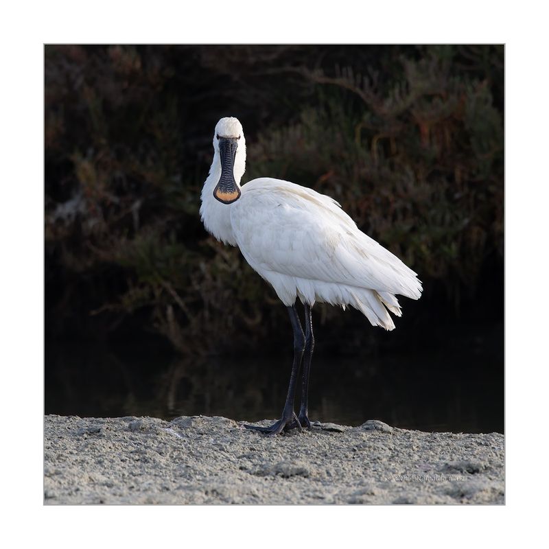 Colhereiro  ---  Spoonbill  ---  (Platalea leucorodia)