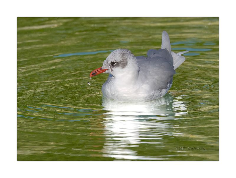 Gaivota-de-cabea-preta --- Mediterranean Gull --- (Larus melanocephalus