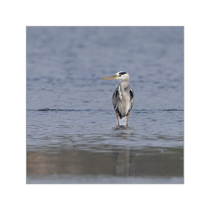 Gara-real  ---  Grey Heron  ---  (Ardea cinerea)