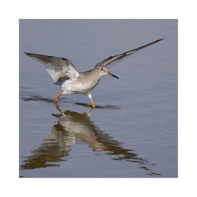 Perna-vermelha  ---  Redshank  ---  (Tringa totanus)