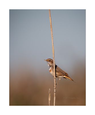 Pisco-de-peito-azul --- Bluethroat --- (Luscinia svecica)