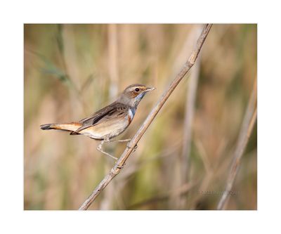Pisco-de-peito-azul --- Bluethroat --- (Luscinia svecica)