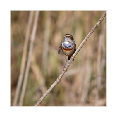 Pisco-de-peito-azul --- Bluethroat --- (Luscinia svecica)