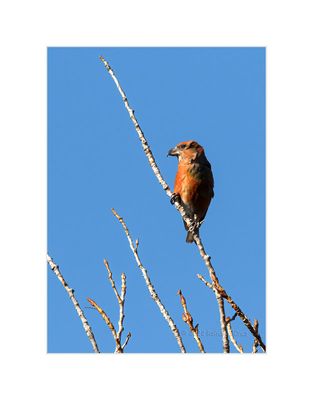 Cruza-bico --- Common Crossbill --- (Loxia curvirostra)