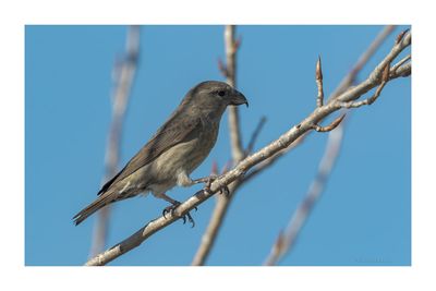 Cruza-bico --- Common Crossbill --- (Loxia curvirostra)