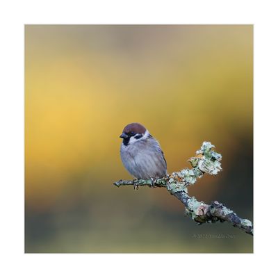 Pardal-montês --- Tree Sparrow --- (Passer montanus)