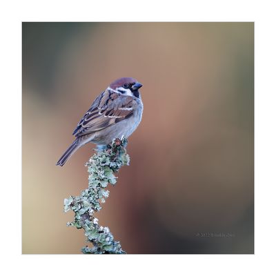 Pardal-montês --- Tree Sparrow --- (Passer montanus)