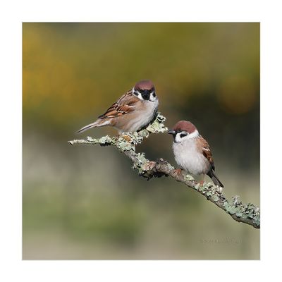 Pardal-montês --- Tree Sparrow --- (Passer montanus)