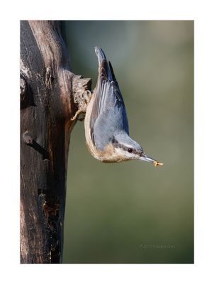 Trepadeira-azul --- Nuthatch --- (Sitta europaea)