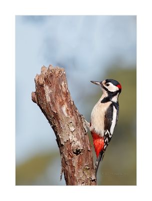 Pica-pau-malhado --- Great Spotted Woodpecker --- (Dendrocopos major)