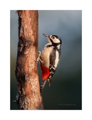 Pica-pau-malhado --- Great Spotted Woodpecker --- (Dendrocopos major)