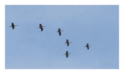Grou --- Crane --- (Grus grus)