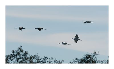 Grou --- Crane --- (Grus grus)