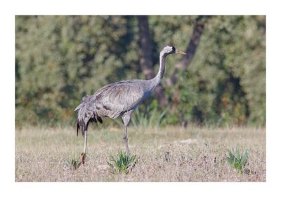 Grou --- Crane --- (Grus grus)