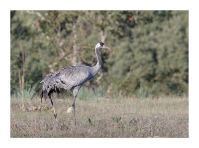 Grou --- Crane --- (Grus grus)