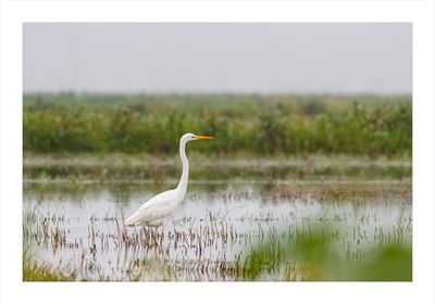 Garça-branca-grande --- Great Egret --- (Egretta alba)