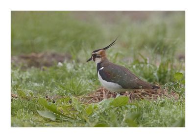 Abibe --- Lapwing --- (Vanellus vanellus)