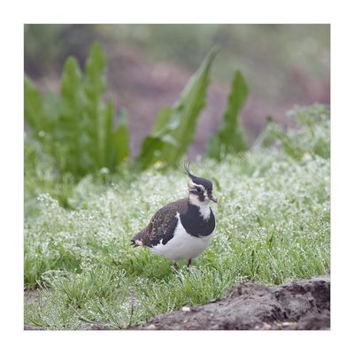 Abibe --- Lapwing --- (Vanellus vanellus)