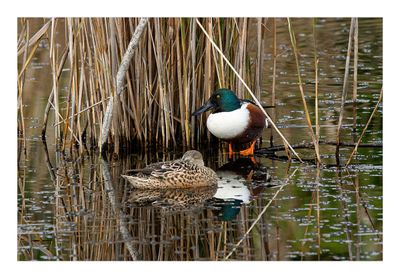 Pato-colhereiro --- Shoveler --- (Anas clypeata)