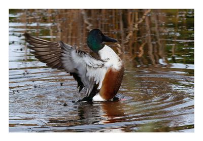 Pato-colhereiro --- Shoveler --- (Anas clypeata)