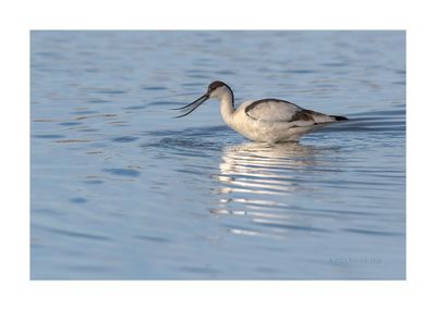 Alfaiate --- Avocet --- (Recurvirostra avosetta)
