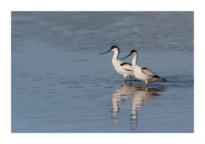 Alfaiate --- Avocet --- (Recurvirostra avosetta)