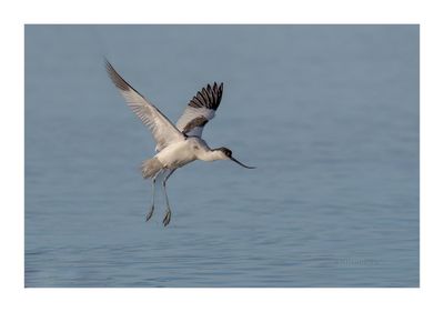 Alfaiate --- Avocet --- (Recurvirostra avosetta)