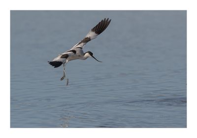 Alfaiate --- Avocet --- (Recurvirostra avosetta)