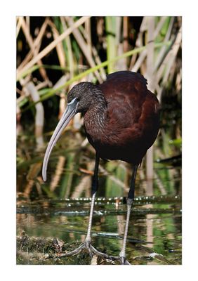 Ibis-preto --- Glossy Ibis --- (Plegadis falcinellus)