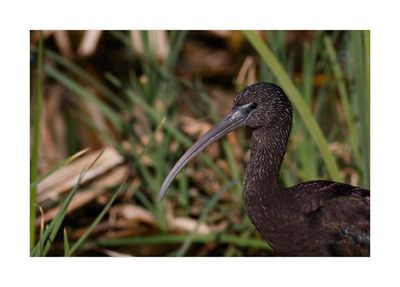 Ibis-preto --- Glossy Ibis --- (Plegadis falcinellus)