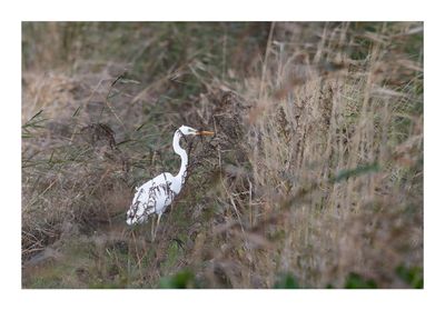 Garça-branca-grande --- Great Egret --- (Egretta alba)
