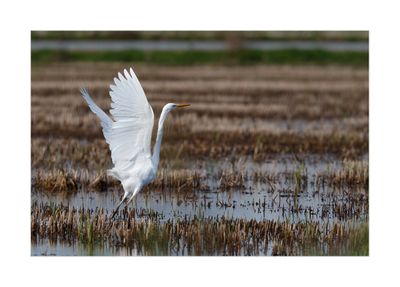 Garça-branca-grande --- Great Egret --- (Egretta alba)
