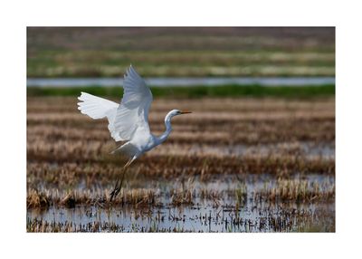 Garça-branca-grande --- Great Egret --- (Egretta alba)