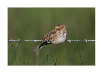Trigueirão --- Corn Bunting --- (Miliaria calandra)