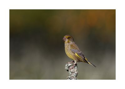 Verdilhão --- Greenfinch --- (Carduelis chloris)