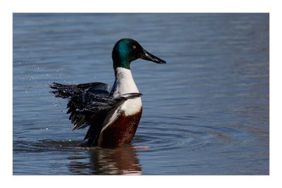 Pato-colhereiro --- Shoveler --- (Anas clypeata)