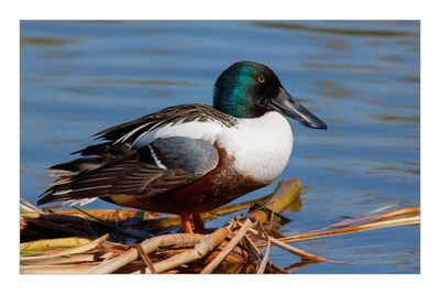 Pato-colhereiro --- Shoveler --- (Anas clypeata)