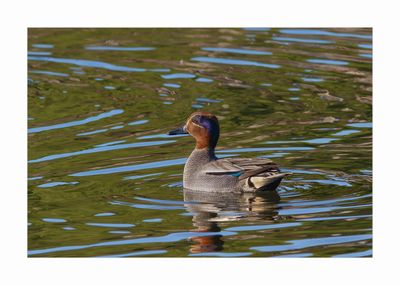 Marrequinha --- Teal --- (Anas crecca)