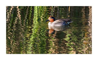 Marrequinha --- Teal --- (Anas crecca)