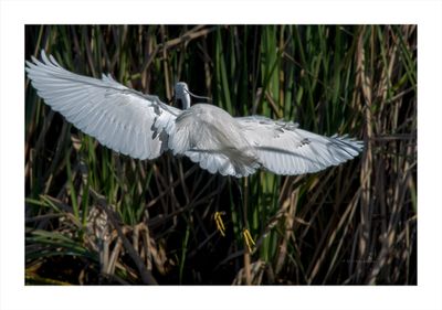 Garça-branca --- Little Egret --- (Egretta garzetta)