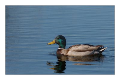 Pato-real --- Mallard --- (Anas platyrhynchos)