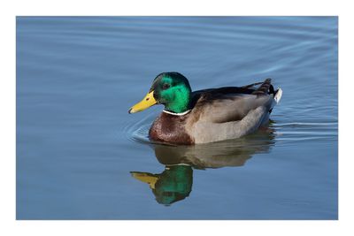 Pato-real --- Mallard --- (Anas platyrhynchos)