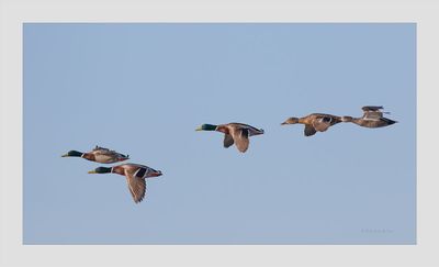 Pato-real --- Mallard --- (Anas platyrhynchos)