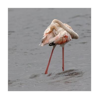 Flamingo --- Greater Flamingo --- (Phoenicopterus roseus)