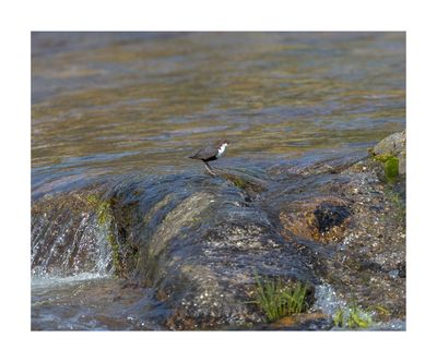 Melro-d’água --- Dipper --- (Cinclus cinclus)