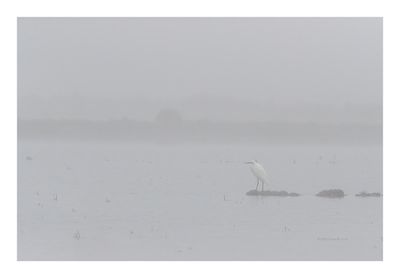 Garça-branca --- Little Egret --- (Egretta garzetta)