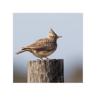 Cotovia-escura --- Thekla Lark --- (Galerida theklae)