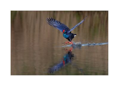 Camão --- Purple Gallinule --- (Porphyrio porphyrio)