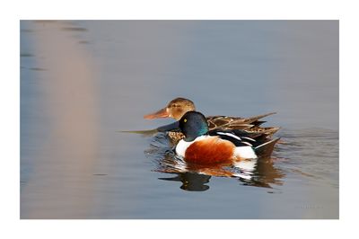 Pato-colhereiro --- Shoveler --- (Anas clypeata)